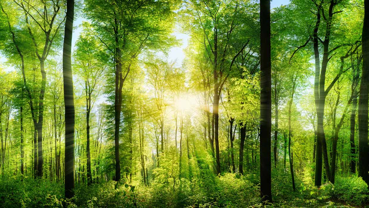 NATURALEZA CONTENEDORES
